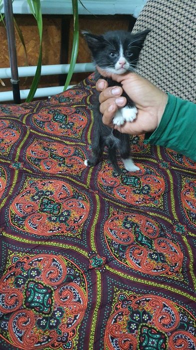 Отдам в хорошие руки котят.