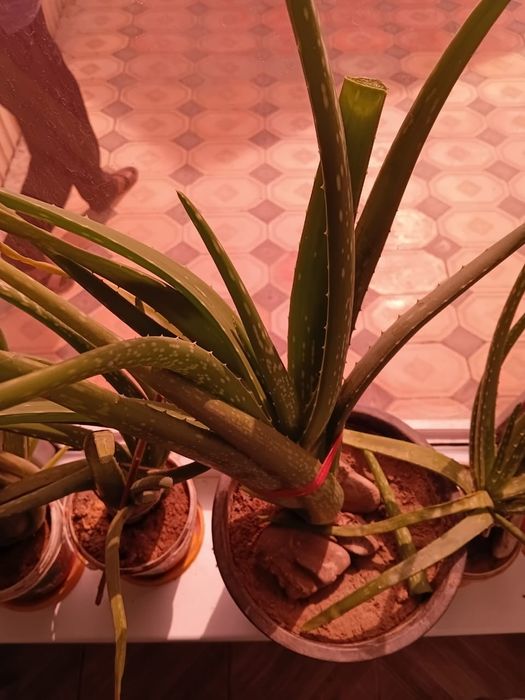 Лечебный алоэ сатылады