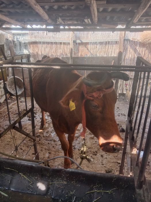 Она бола сигирлар бор