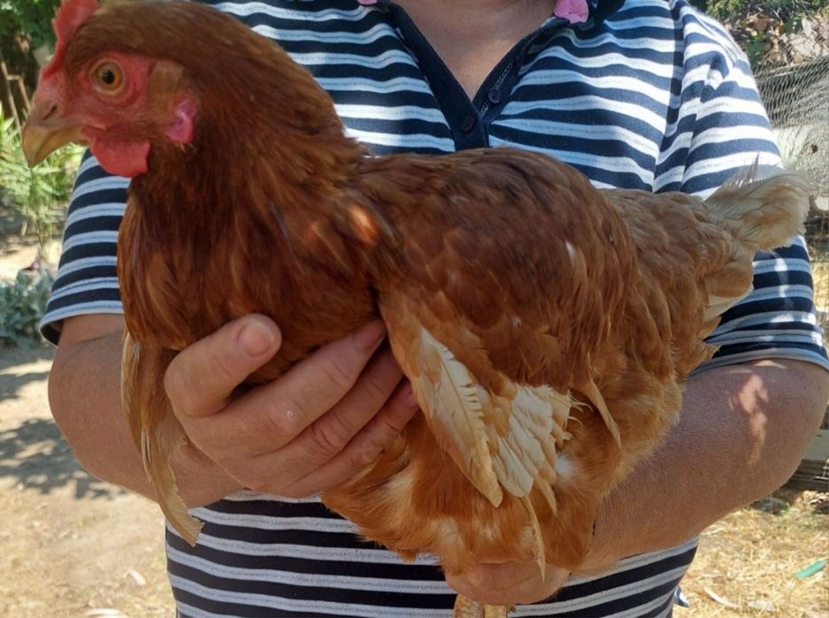 Продавам петли и кокошки