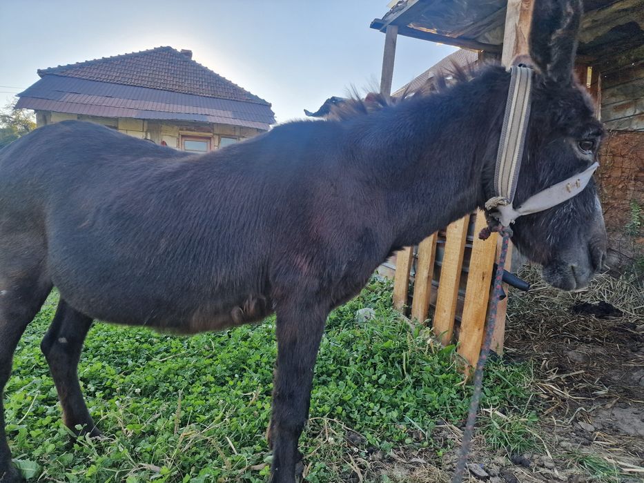 Vând magarita foarte blanda cuminte nu mușca nu da cu picoarele