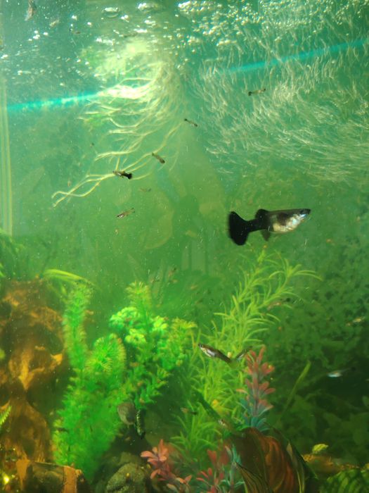 Гуппи чернохвосные малек