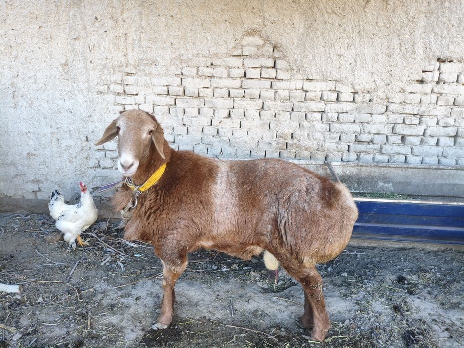 Arashan qoʻchqorlar. Zot uchun