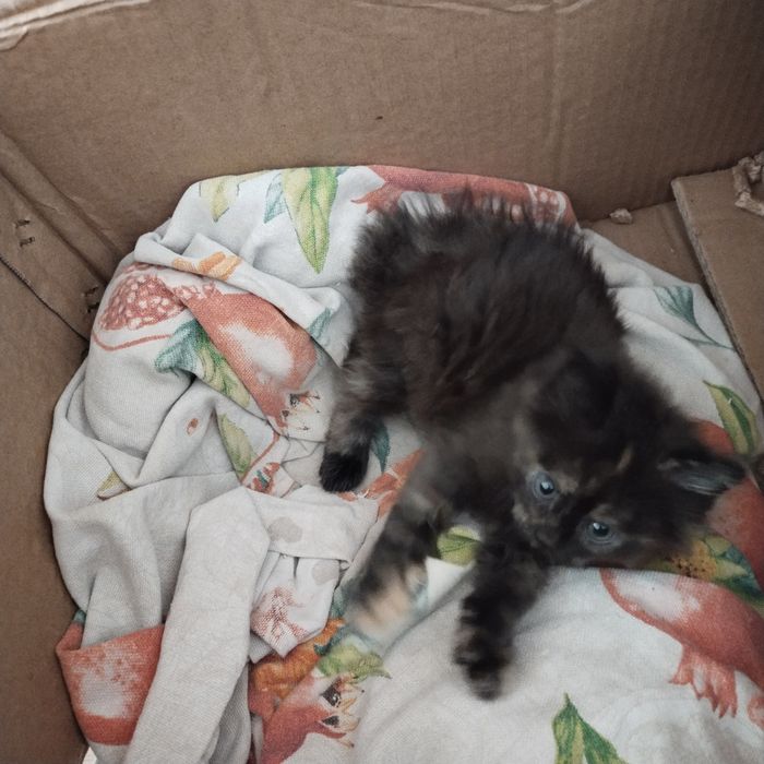 Отдам котенка в надёжные руки