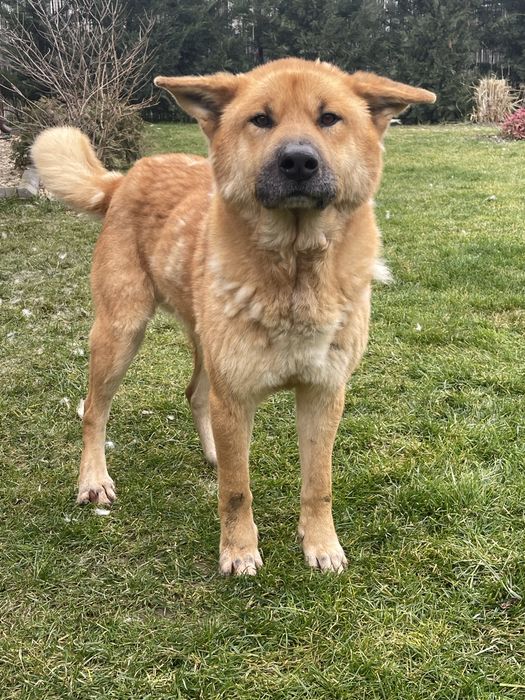 Spike oferit spre adoptie