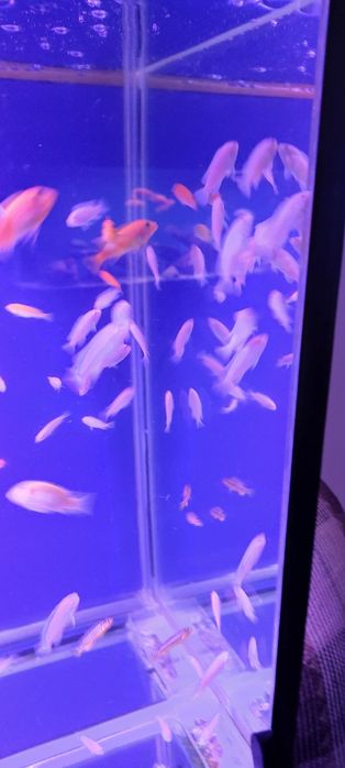 Продам малька снежного принца