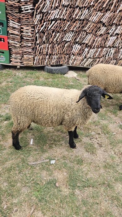 Berbec Suffolk de vanzare