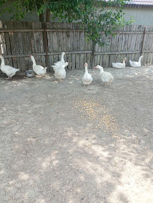 Gâște americane de carne