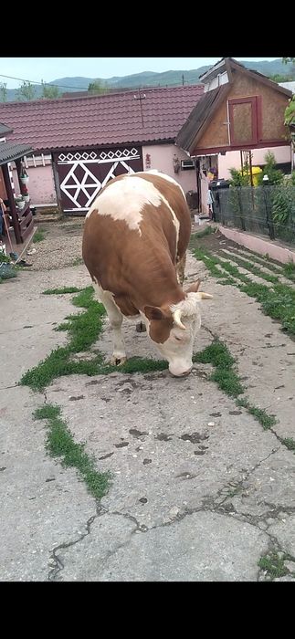 Junica   baltata romaneasca