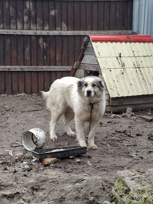 Продам алабая девочка