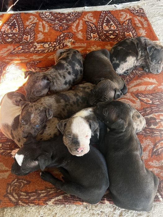 Продам щенки питбуля