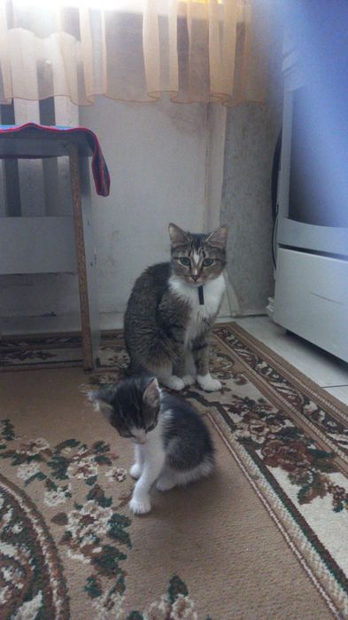 Отдам в добрые руки