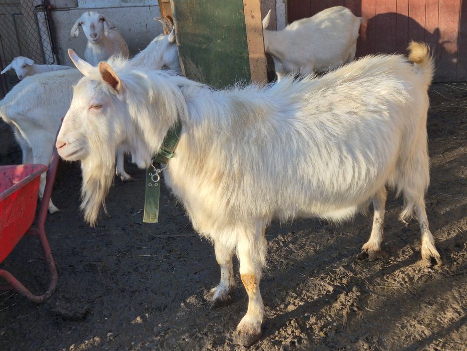 Țap Saanen – fără coarne, 3 ani, reproducător