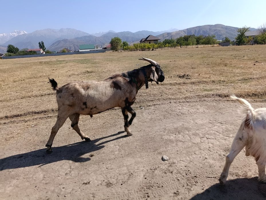 Сүтті ешкілер сатылад