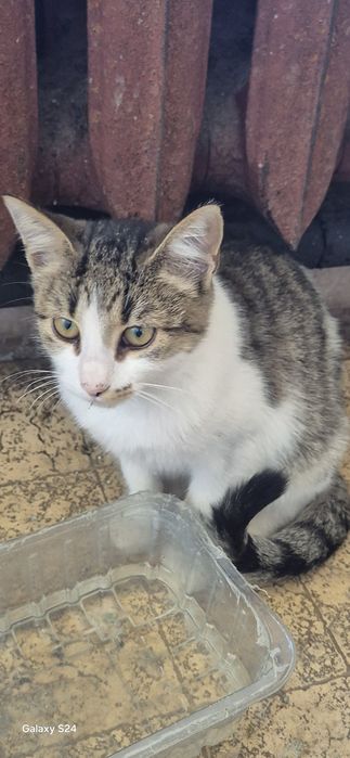 Котенца за отглеждане