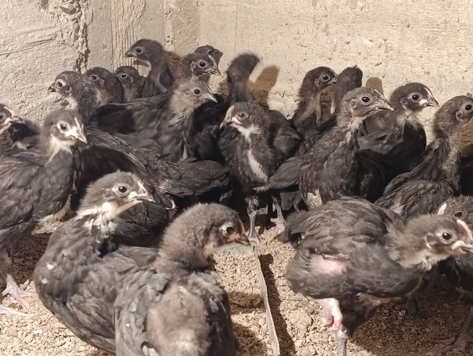 Австролорп зотли гўшт ва тухум йўналишидаги товуқ жўжалари сотилади