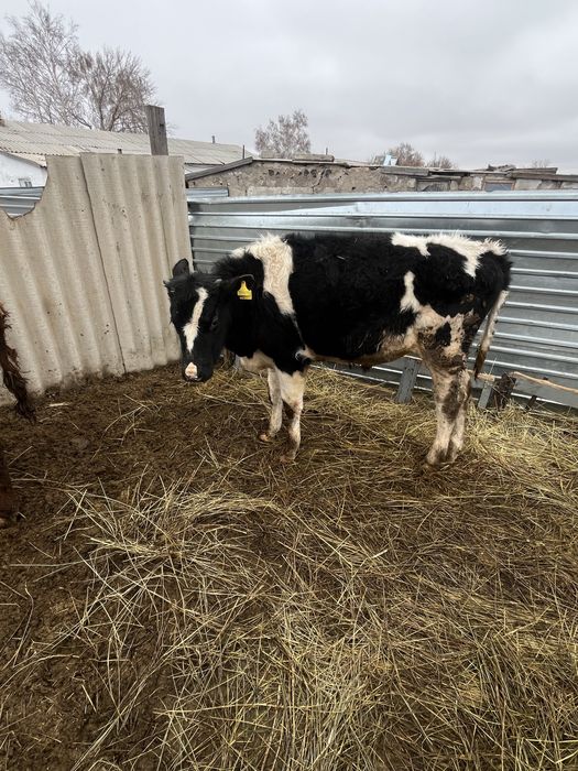 Продам бычка годовалого