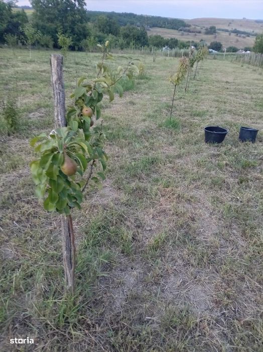 Casa cu etaj in sat Poiana-Braesti