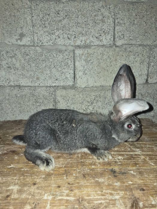 Uriaș German iepuri de două luni