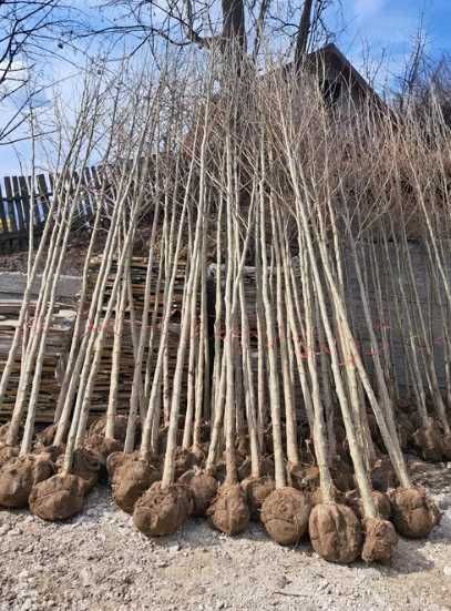 Mesteacăn și Tei pentru Amenajări Peisagistice