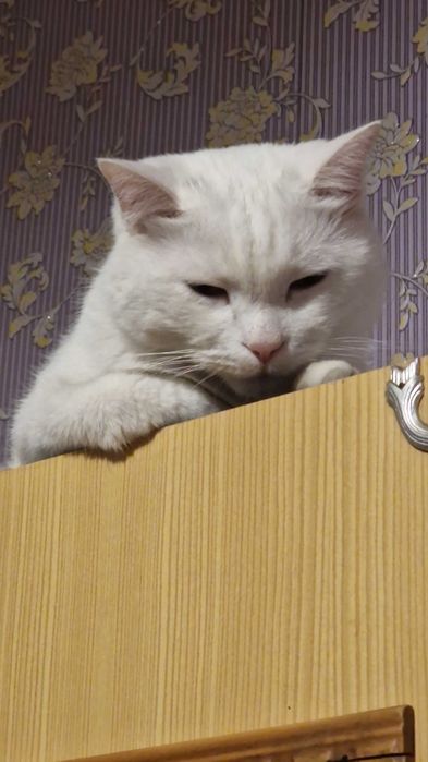 Пропал кот!!! Белый, в Аксай4