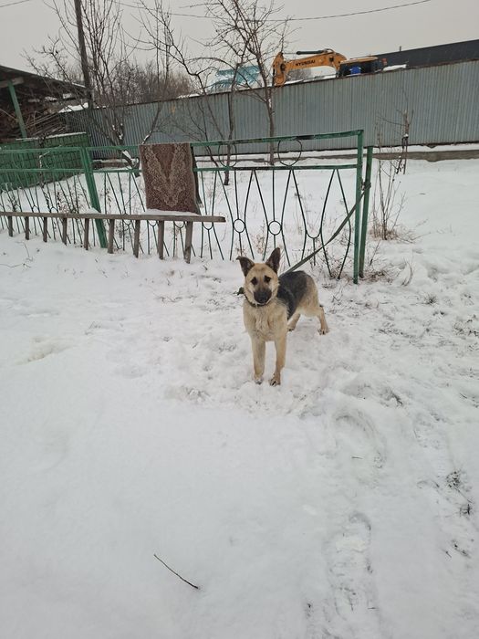 Восточно европейская овчарка