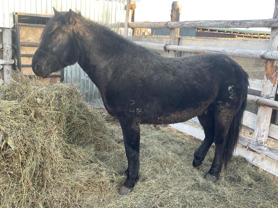 Продам жеребец мугалжар