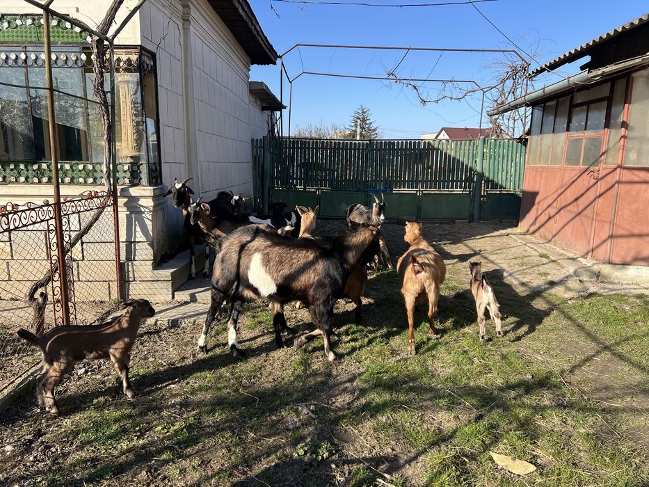 Capre cu lapte, tap si iezi pentru paste