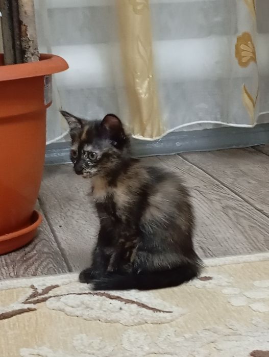 Отдам котят в добрые руки.