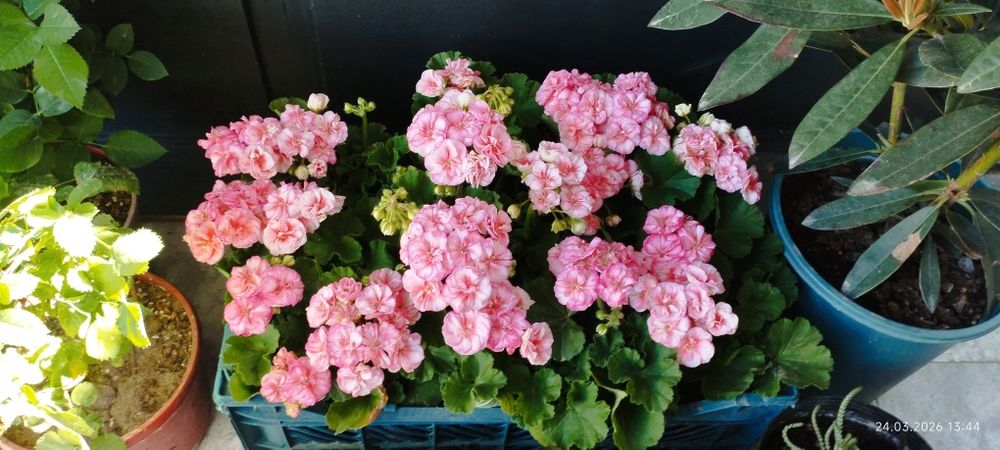 Продам цветы комнатные и садовые