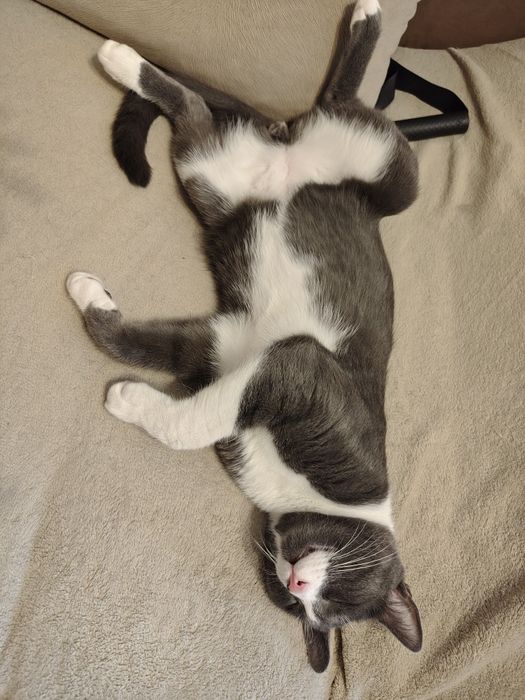 Adopție pisici un an si 6 luni sterilizate