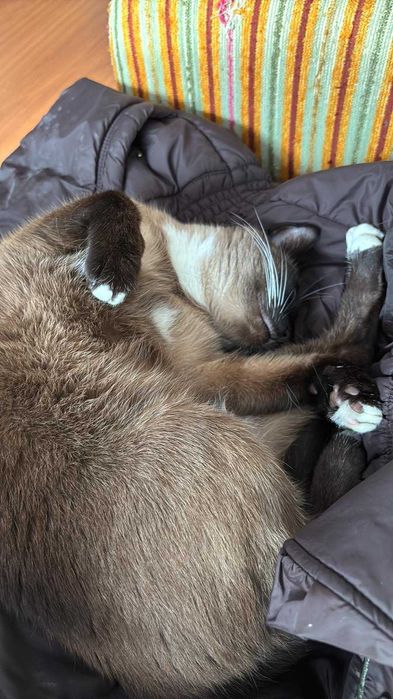 Подарявам мъжка котка