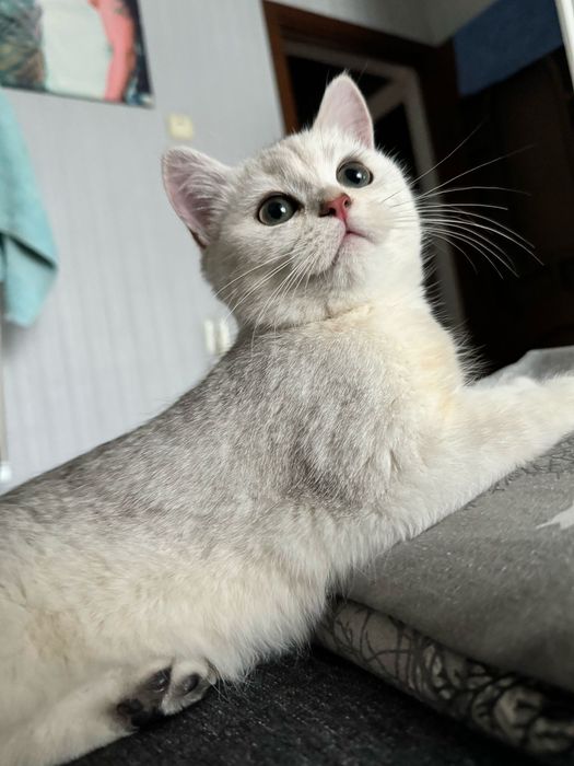 Продаем кота ! В хорошие руки!