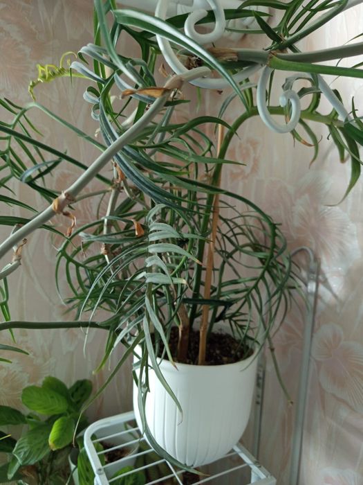 Продам Филодендрон Тортум (Philodendron Tortum)