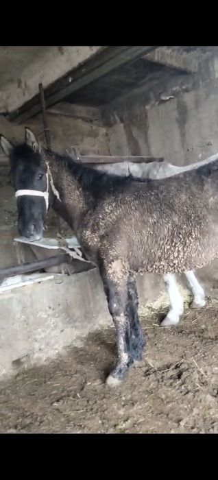 Семіз бордақы 1 жасар тай сатылады срочна