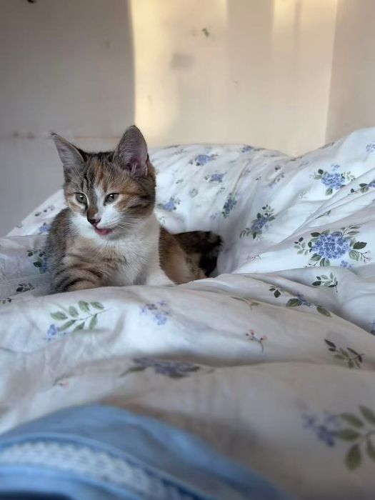 Шестимесячная кошка