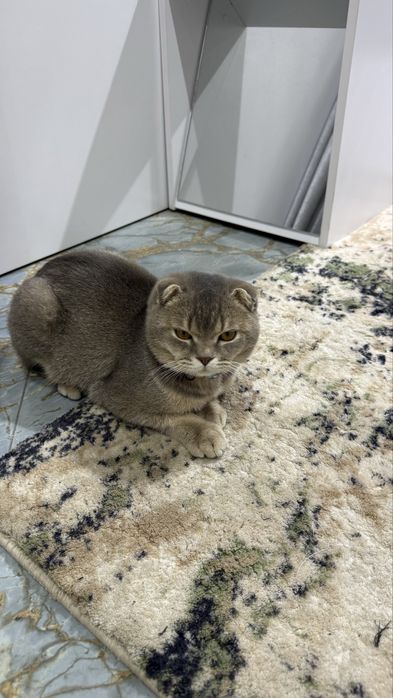 1 кошка для вязки