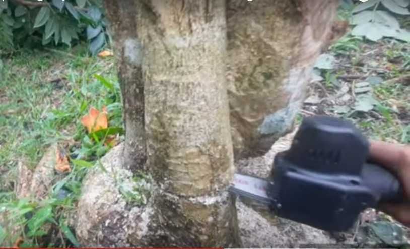 Drujba cu acumulator Noua