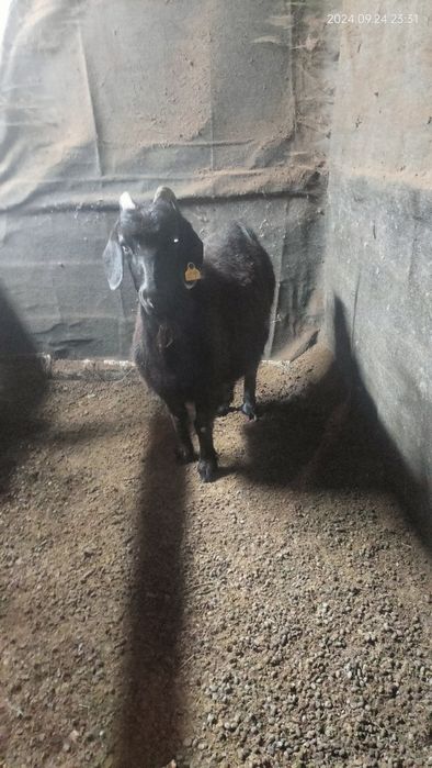 Ассалаумағалейкум ешкі сатам