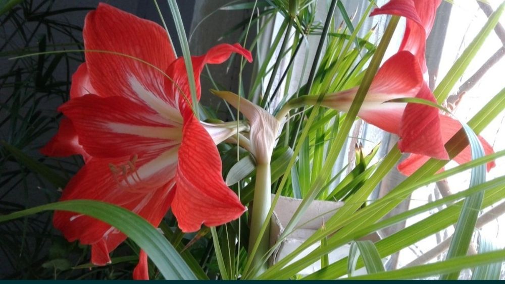 Продам цветок гипераструм