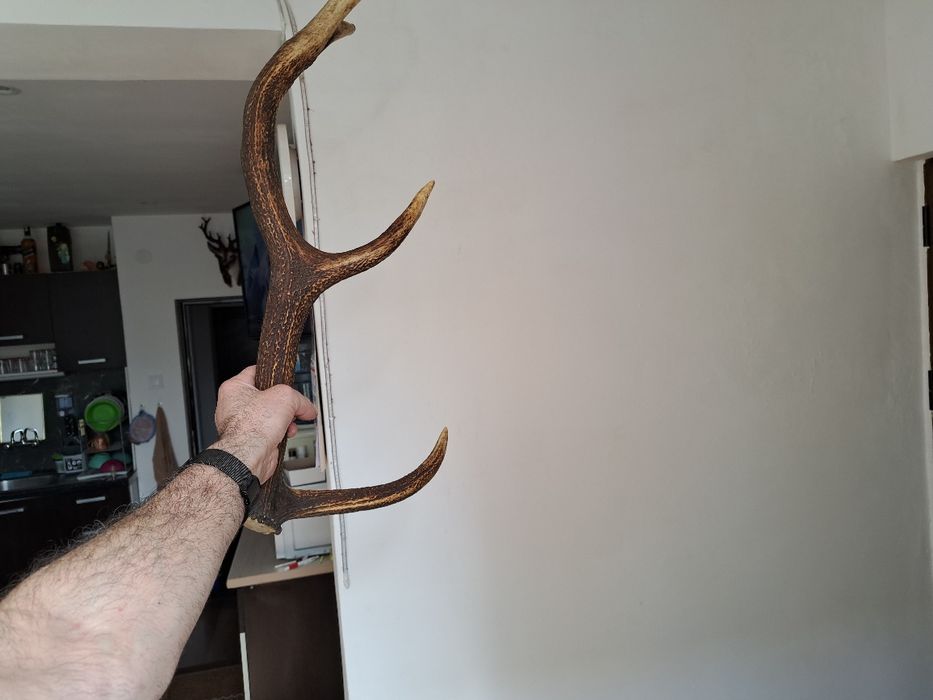 Рог от елен със 4 израстъкаа