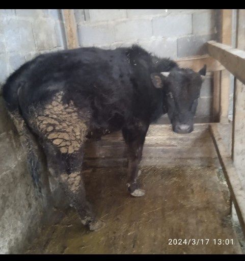 Бык По кличке Лев