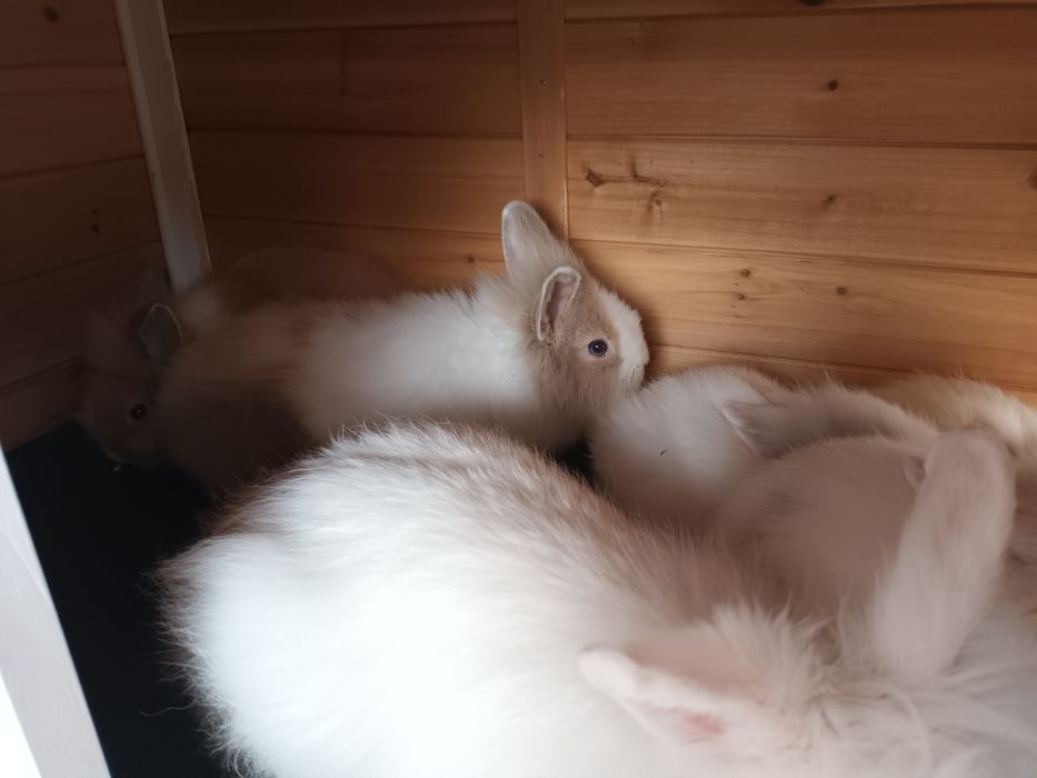 Iepuri cap de leu si cusca