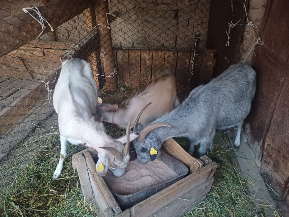 З бас ешкі сатылады