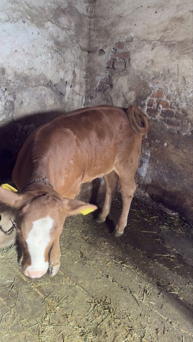 Vând 4 vițele ..
