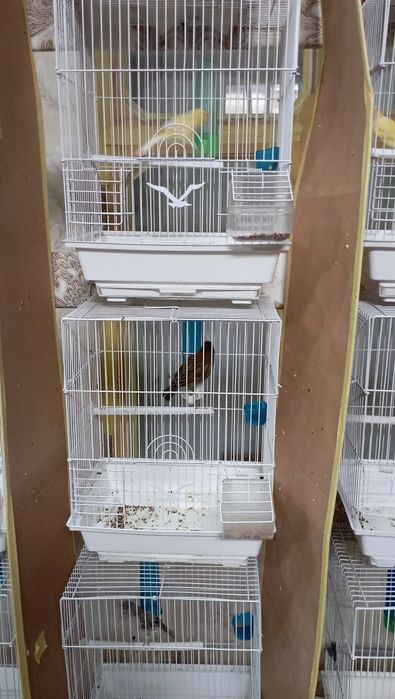 Канарейка .Тайер сайраб турган