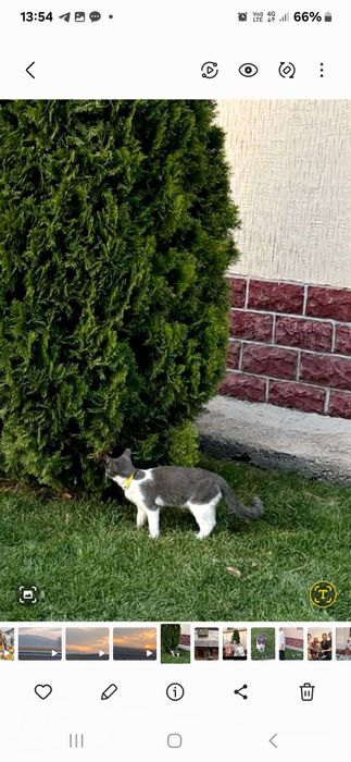 Потерялась  кошка