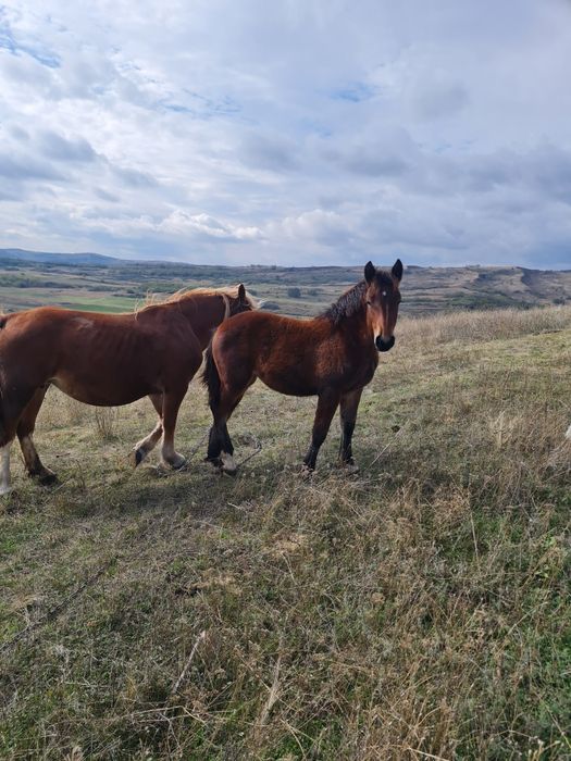 Vând mânză de rasă