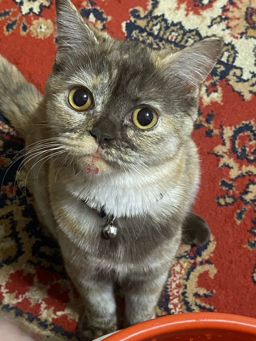 Отдаю в добрые руки