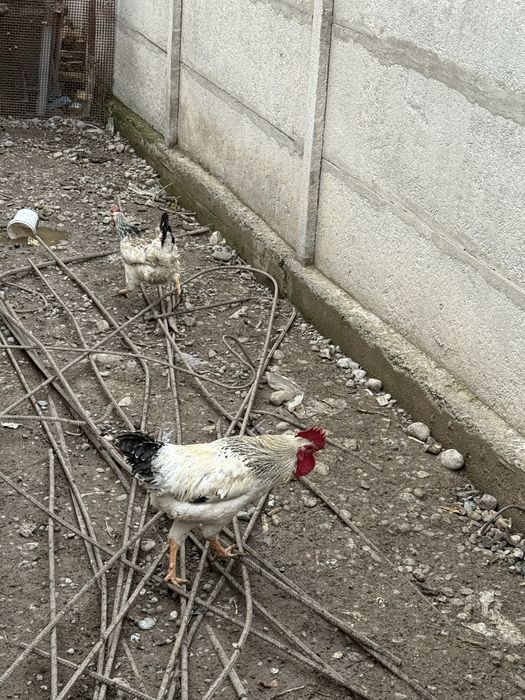 Питухи порода Адлер